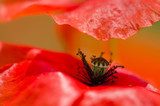 Perfection of red poppies