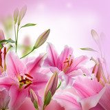 Dancing lilies. Pink tango