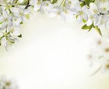 Snow-white cherry blossoms