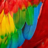 Colourful Rainbow Parrot
