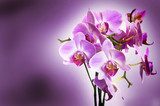 Orchids in embrace - Photo wallpaper