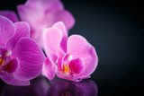 The beauty hidden in an orchid