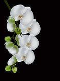 Delicacy of a white orchid