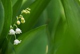 In leaves of the lily of the valley