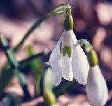 A snowdrop - The herald of spring
