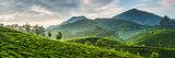 Tea plantation - aromatic view