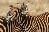 Zebras meeting - safari reunion