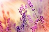 Lavender stories and dreams