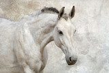 The white steed – a portrait