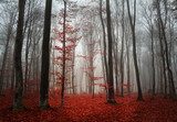 Autumn quietness - mysterious forest