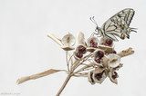 Delicate Butterfly on Natural Botanicals