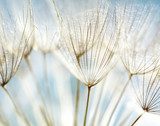 Fragile Dandelion Veils in Light
