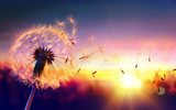 Golden Dandelion Dreams at Sunset