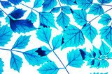 In the blue concepts of leaves