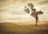Lonely Tree on Rolling Sepia Hill