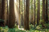 Morning Sunlight Through Tall Forest Trees
