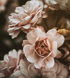 Soft Vintage Rose Bloom