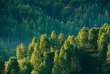 Sunlit Forest on Rolling Hills
