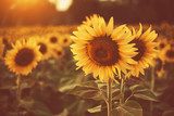 Sunlit Sunflower Serenade