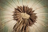 Textured Nature Close-Up in Brown