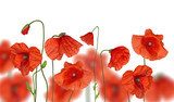 Vibrant Red Poppy Blossoms