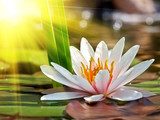 Water lily - Peace and magic