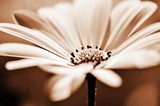 Whisper of Soft Petals