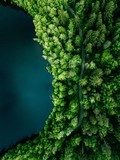 Whispering Greenscape
