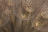 Whispering Seeds in Soft Brown Hues