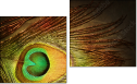 Diptych