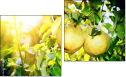 Diptych