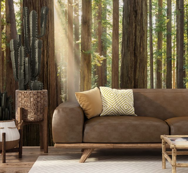 forest depth of light and peace forest wallpaper mural photo wallpapers demural