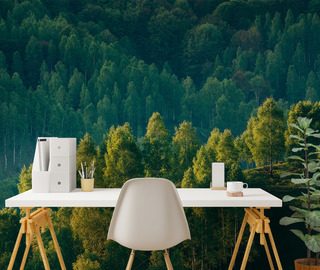 forest depth with a view of the trees landscapes wallpaper mural photo wallpapers demural