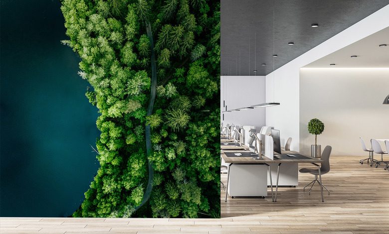 forest path by the water from a birds eye view office wallpaper mural photo wallpapers demural