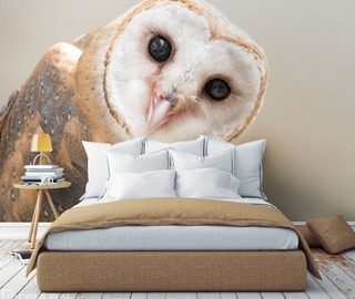 from pure owl curiosity animals wallpaper mural photo wallpapers demural